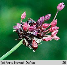 Allium scorodoprasum (czosnek wężowy)