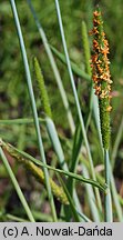 Alopecurus aequalis (wyczyniec czerwonożółty)