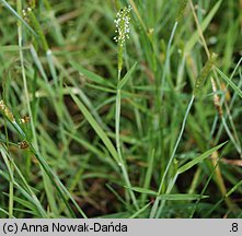 Alopecurus aequalis (wyczyniec czerwonożółty)