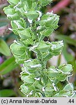 Alyssum alyssoides (smagliczka kielichowata)