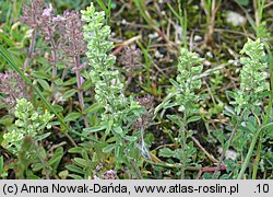 Alyssum alyssoides (smagliczka kielichowata)