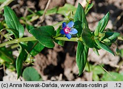 Anagallis foemina (kurzyślad błękitny)