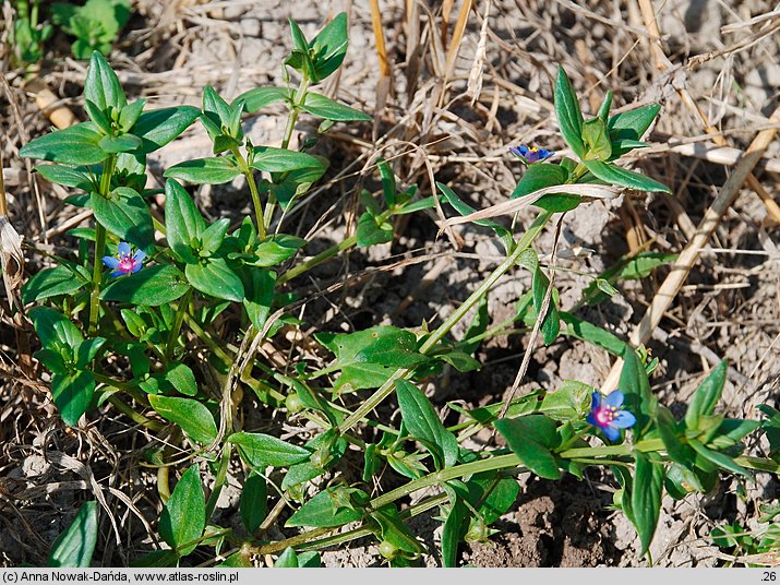 Anagallis foemina (kurzyślad błękitny)