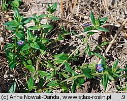 Anagallis foemina (kurzyślad błękitny)