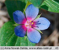 Anagallis foemina (kurzyślad błękitny)