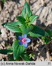 Anagallis foemina (kurzyślad błękitny)