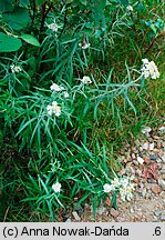 Anaphalis margaritacea (anafalis perłowy)