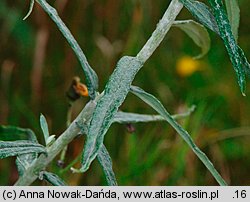 Anaphalis margaritacea (anafalis perłowy)