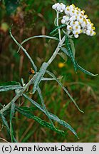 Anaphalis margaritacea (anafalis perłowy)