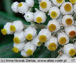 Anaphalis margaritacea (anafalis perłowy)