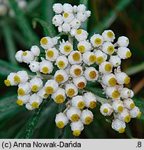 Anaphalis margaritacea (anafalis perłowy)