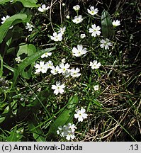 Androsace lactea