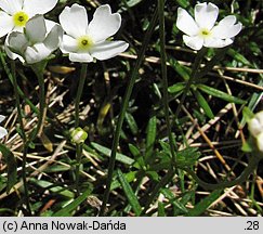 Androsace lactea