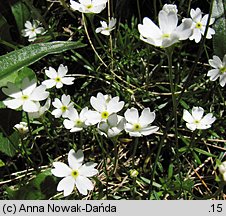 Androsace lactea