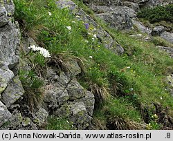 Anemone narcissifolia