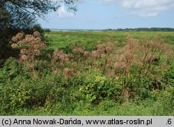 Angelica archangelica ssp. litoralis (dzięgiel litwor nadbrzeżny)