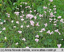 Antennaria dioica