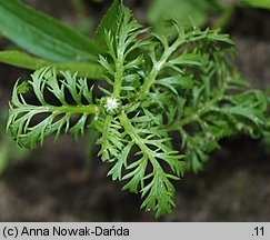 Anthemis arvensis (rumian polny)