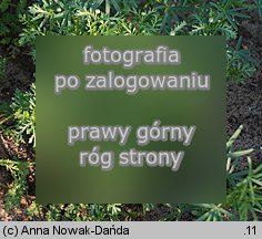 Anthemis arvensis (rumian polny)