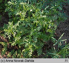 Anthemis arvensis (rumian polny)