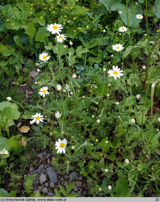 Anthemis arvensis (rumian polny)