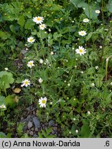 Anthemis arvensis (rumian polny)