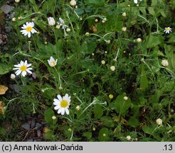 Anthemis arvensis (rumian polny)