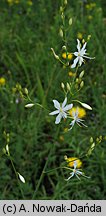 Anthericum ramosum (pajęcznica gałęzista)