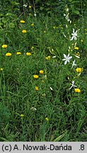 Anthericum ramosum (pajęcznica gałęzista)