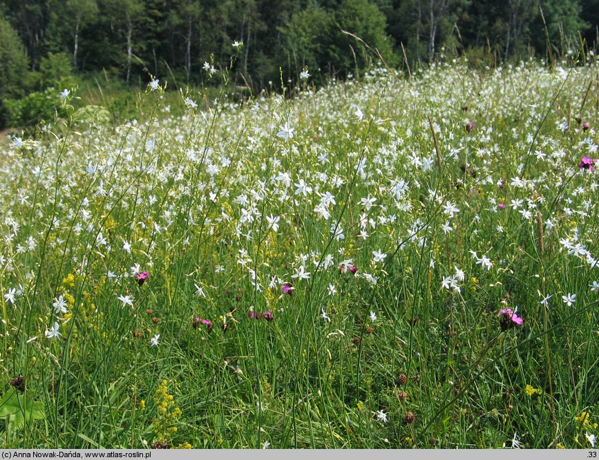 Anthericum ramosum (pajęcznica gałęzista)