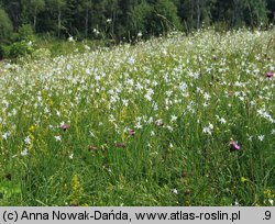 Anthericum ramosum (pajęcznica gałęzista)