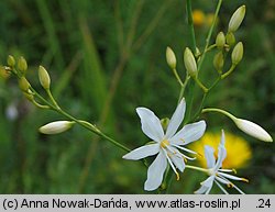 Anthericum ramosum (pajęcznica gałęzista)