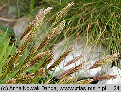 Anthoxanthum alpinum (tomka alpejska)