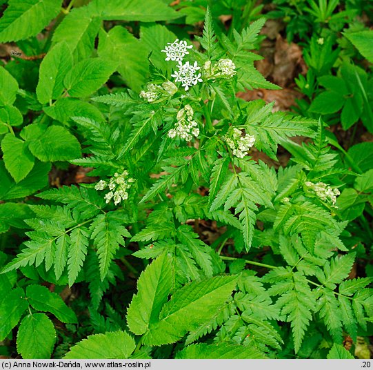 Anthriscus nitida (trybula lśniąca)