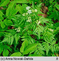 Anthriscus nitida (trybula lśniąca)