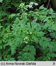 Anthriscus nitida (trybula lśniąca)