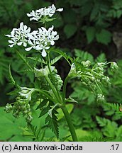 Anthriscus nitida (trybula lśniąca)