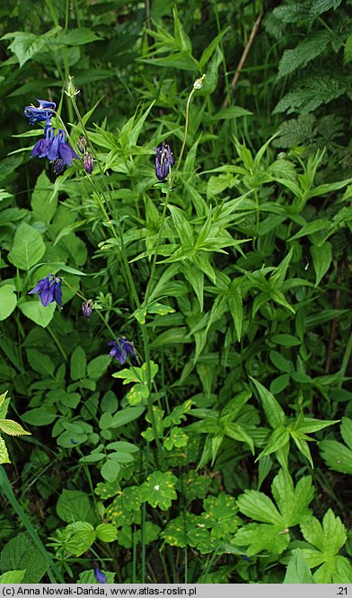 Aquilegia vulgaris (orlik pospolity)