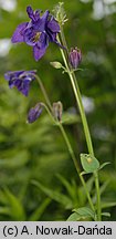 Aquilegia vulgaris (orlik pospolity)