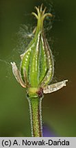 Aquilegia vulgaris (orlik pospolity)