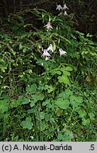 Aquilegia vulgaris (orlik pospolity)