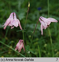 Aquilegia vulgaris (orlik pospolity)