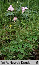 Aquilegia vulgaris (orlik pospolity)