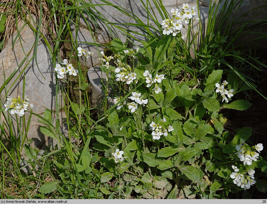 Arabis alpina ssp. alpina (gęsiówka alpejska typowa)