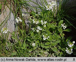 Arabis alpina ssp. alpina (gęsiówka alpejska typowa)