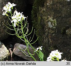 Arabis alpina ssp. alpina (gęsiówka alpejska typowa)