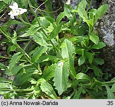 Arabis alpina ssp. alpina (gęsiówka alpejska typowa)