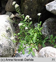 Arabis alpina ssp. alpina (gęsiówka alpejska typowa)