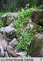 Arabis alpina ssp. alpina (gęsiówka alpejska typowa)