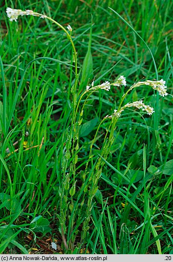 Arabis hirsuta (gęsiówka szorstkowłosista)